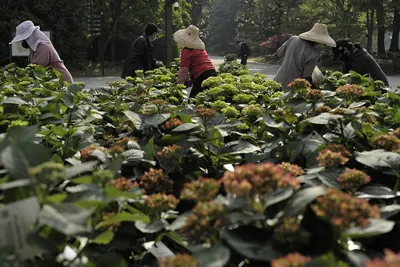 Gardeners tending hydrangea beds in a large garden